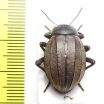 Tenebrionidae sp.  Mozambique - INSECTS-STORE.RU