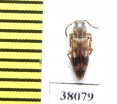 Hypulus bifasciatus  Poland - INSECTS-STORE.RU