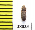 Zopheridae sp.  Mexico - INSECTS-STORE.RU
