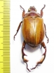 Paraheterosternus ludeckei  Mexico - INSECTS-STORE.RU