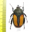 Dicellachilus woodi  Tanzania - INSECTS-STORE.RU