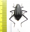 Onymacris paiva  South Africa Rep. - INSECTS-STORE.RU
