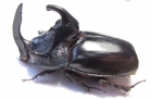 Trichogomphus simson  Indonesia, Sumatra 53mm - INSECTS-STORE.RU