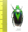 Tmesorrhina alpestris bafutensis  Cameroon - INSECTS-STORE.RU