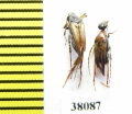 Ripiphoridae, Macrosiagon sp., pair  Argentina - INSECTS-STORE.RU