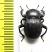 Gonopus sp.  Namibia - INSECTS-STORE.RU