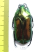 Agestrata luconica  Philippines - INSECTS-STORE.RU