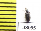 Salpingidae, Rhinosimus viridiaeneus  USA - INSECTS-STORE.RU