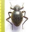 Tenebrionidae sp.  Namibia - INSECTS-STORE.RU
