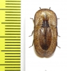 Cossyphus sp.  Zambia - INSECTS-STORE.RU