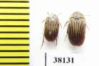 Ripiphoridae sp.  Thailand - INSECTS-STORE.RU
