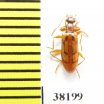 Tenebrionidae sp.  Peru - INSECTS-STORE.RU