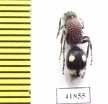 Mutillidae sp.  Zambia - INSECTS-STORE.RU
