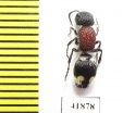 Mutillidae sp.  Zambia - INSECTS-STORE.RU
