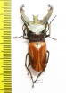 Cyclommatus lunifer  Malaysia, Borneo  46mm - INSECTS-STORE.RU