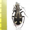Piezia sp.  Zambia - INSECTS-STORE.RU