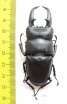 Dorcus titanus fafner  China  72mm - INSECTS-STORE.RU