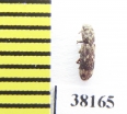 Niphopelta imperialis  Iran, Mazandaran prov. - INSECTS-STORE.RU