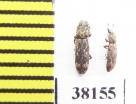 Niphopelta imperialis  Iran, Mazandaran prov. - INSECTS-STORE.RU