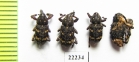 Curculionidae sp.  Russia, Tver reg. - INSECTS-STORE.RU