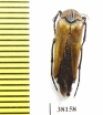 Ripiphoridae sp.  China, Yunnan prov. - INSECTS-STORE.RU