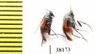 Ripiphoridae, Macrosiagon cruenta  USA - INSECTS-STORE.RU