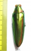 Chrysochroa rajah thailandica  Thailand - INSECTS-STORE.RU