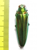 Chrysochroa rajah thailandica  Thailand - INSECTS-STORE.RU
