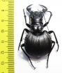 Manticora holubi  Zambia  51mm - INSECTS-STORE.RU