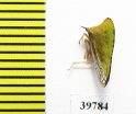 Membracidae sp.  Mexico - INSECTS-STORE.RU