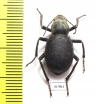 Trachyderma setosa  Armenia - INSECTS-STORE.RU