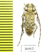 Cerambycidae sp.  South Africa Rep. - INSECTS-STORE.RU