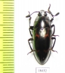 Erotylidae sp.  Malaysia, Borneo - INSECTS-STORE.RU