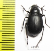 Diesia sexdentata sexdentata  Kazakhstan - INSECTS-STORE.RU