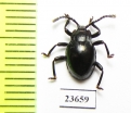 Endomychidae sp.  Malaysia, Borneo - INSECTS-STORE.RU