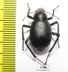 Trachyderma triangularis  Uzbekistan - INSECTS-STORE.RU