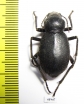 Trachyderma hispida  Sudan - INSECTS-STORE.RU