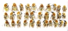 Bombus sp.  Russia, Astrakhan reg. - INSECTS-STORE.RU