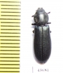 Trogossitidae sp.  Zambia - INSECTS-STORE.RU