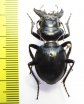 Machozetus lehmanni  Uzbekistan 32mm - INSECTS-STORE.RU
