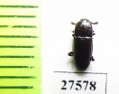 Nitidulidae sp.  Madagascar - INSECTS-STORE.RU