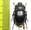 Glabrasida javalamberensis, pair  Spain - INSECTS-STORE.RU