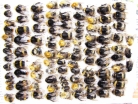 Bombus sp.  Russia, Tver reg. - INSECTS-STORE.RU