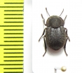 Asida minuta  Spain - INSECTS-STORE.RU