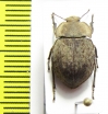 Asida lutosa  Ukraina - INSECTS-STORE.RU