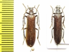 Calopus serraticornis, pair  Russia, Tver reg. - INSECTS-STORE.RU