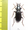 Pseudotaphoxenus juvencus  Uzbekistan - INSECTS-STORE.RU