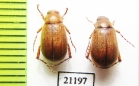Triodontella raymondi  Italy, Sardinia - INSECTS-STORE.RU