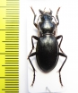 Pseudotaphoxenus sp.  Russia, Tuva reg. - INSECTS-STORE.RU