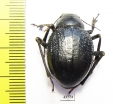 Pisterotarsa gigantea Tajikistan - INSECTS-STORE.RU